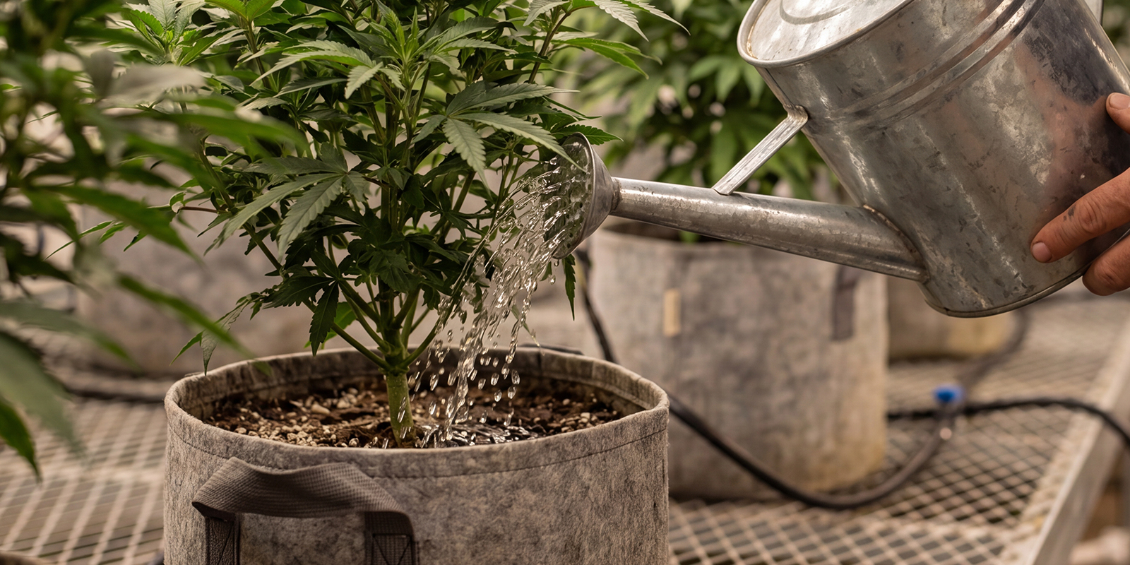 Errores habituales al hacer el lavado de ra&iacute;ces del cannabis