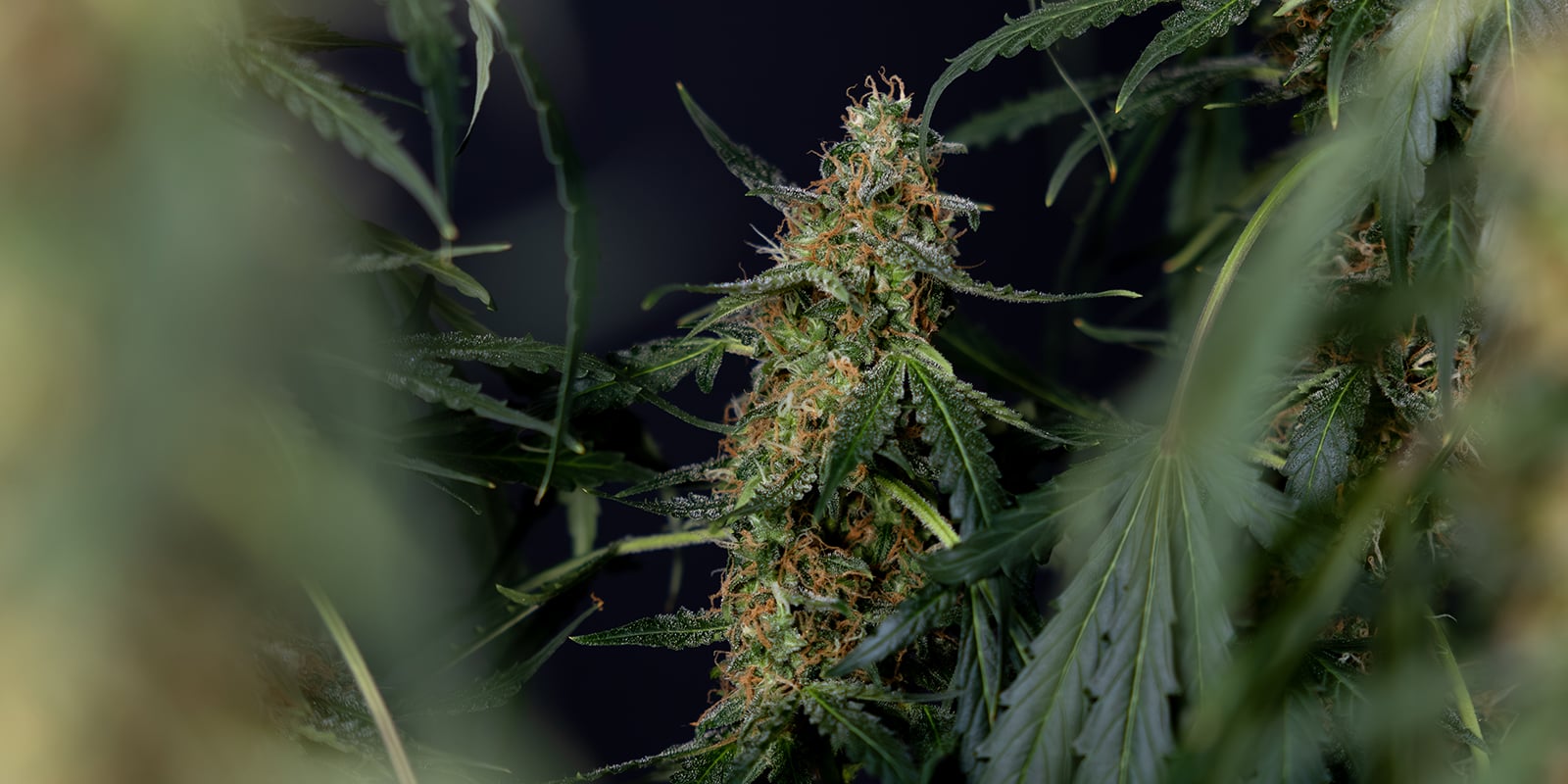 Veredicto final: &iquest;es necesario lavar el cannabis?
