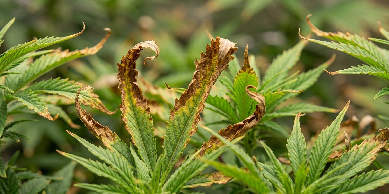 Lavado de ra&iacute;ces del cannabis por sobrefertilizaci&oacute;n