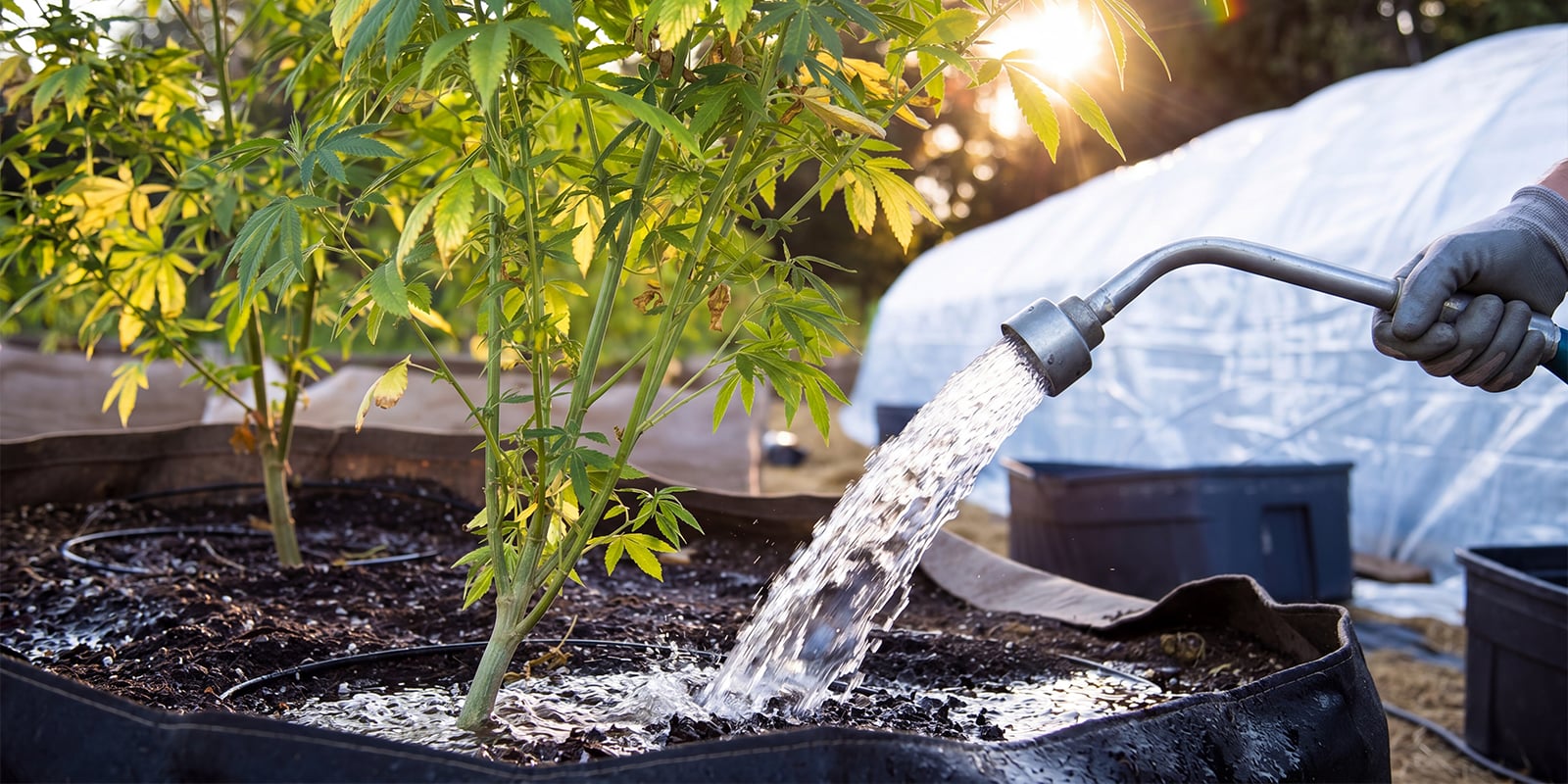 Qu&eacute; es el lavado de ra&iacute;ces del cannabis