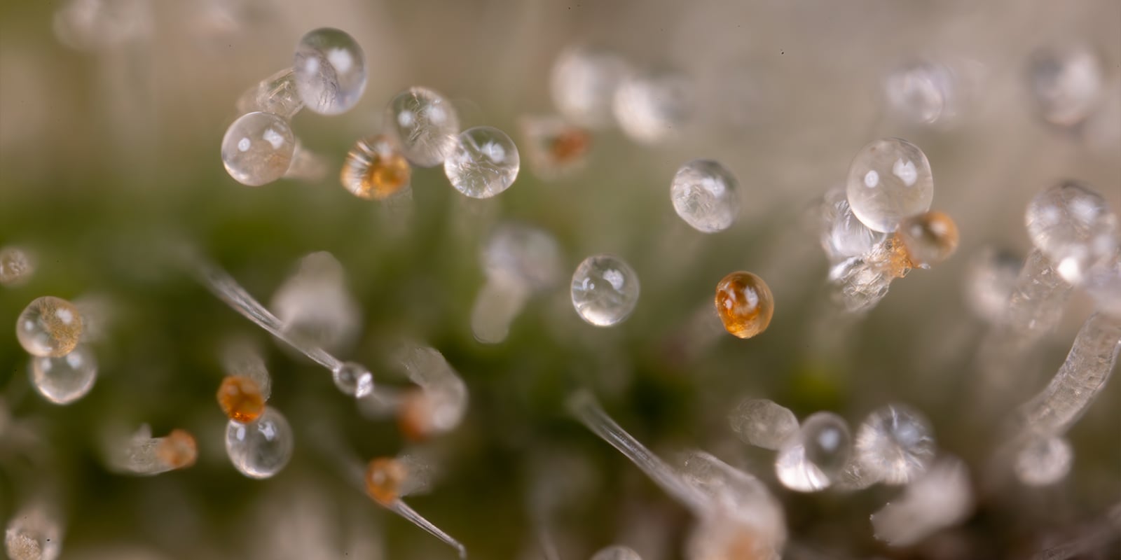 Cu&aacute;ndo hacer el lavado de ra&iacute;ces al cannabis