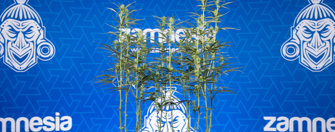 Defoliación de marihuana: Todo lo que necesitas saber