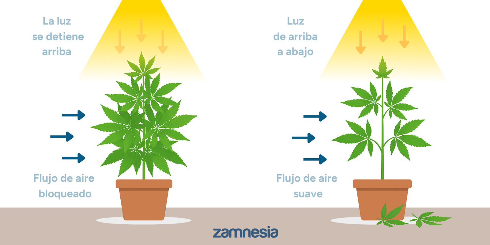 ¿Por qué defoliar marihuana?
