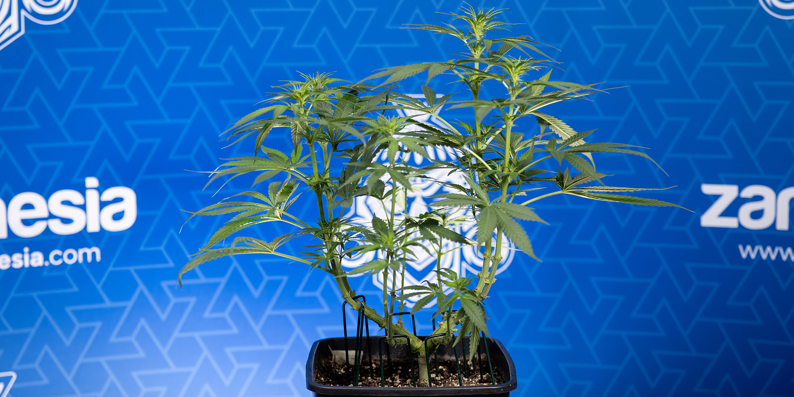 Cuidados post-defoliación
