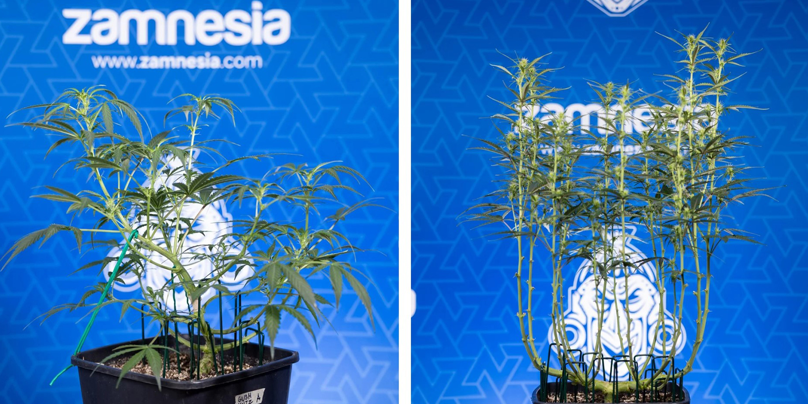 ¿Cuándo deberías defoliar?