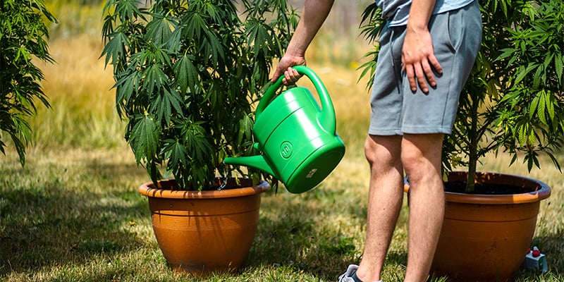 Errores comunes al cultivar autoflorecientes Errores comunes al cultivar autoflorecientes
