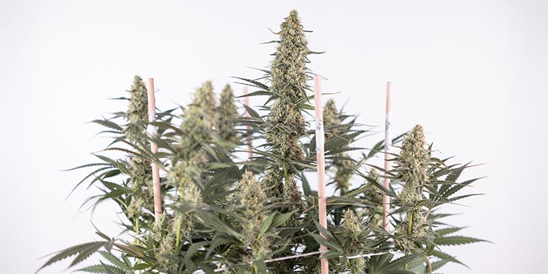 Preguntas frecuentes sobre el cultivo de autoflorecientes Preguntas frecuentes sobre el cultivo de autoflorecientes