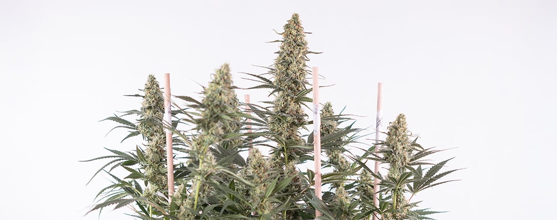Cómo Cultivar Marihuana Autofloreciente: Guía Completa Cómo Cultivar Marihuana Autofloreciente: Guía Completa