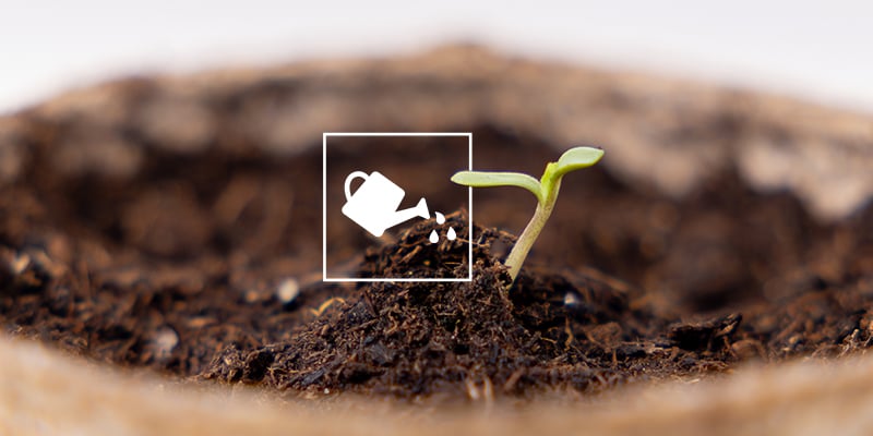 Cosas clave que debes saber antes de cultivar autoflorecientes Cosas clave que debes saber antes de cultivar autoflorecientes