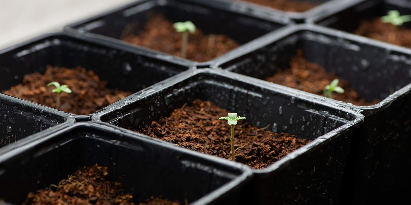 Cultivar autoflorecientes sin fertilizantes: ¿es posible? Cultivar autoflorecientes sin fertilizantes: ¿es posible?