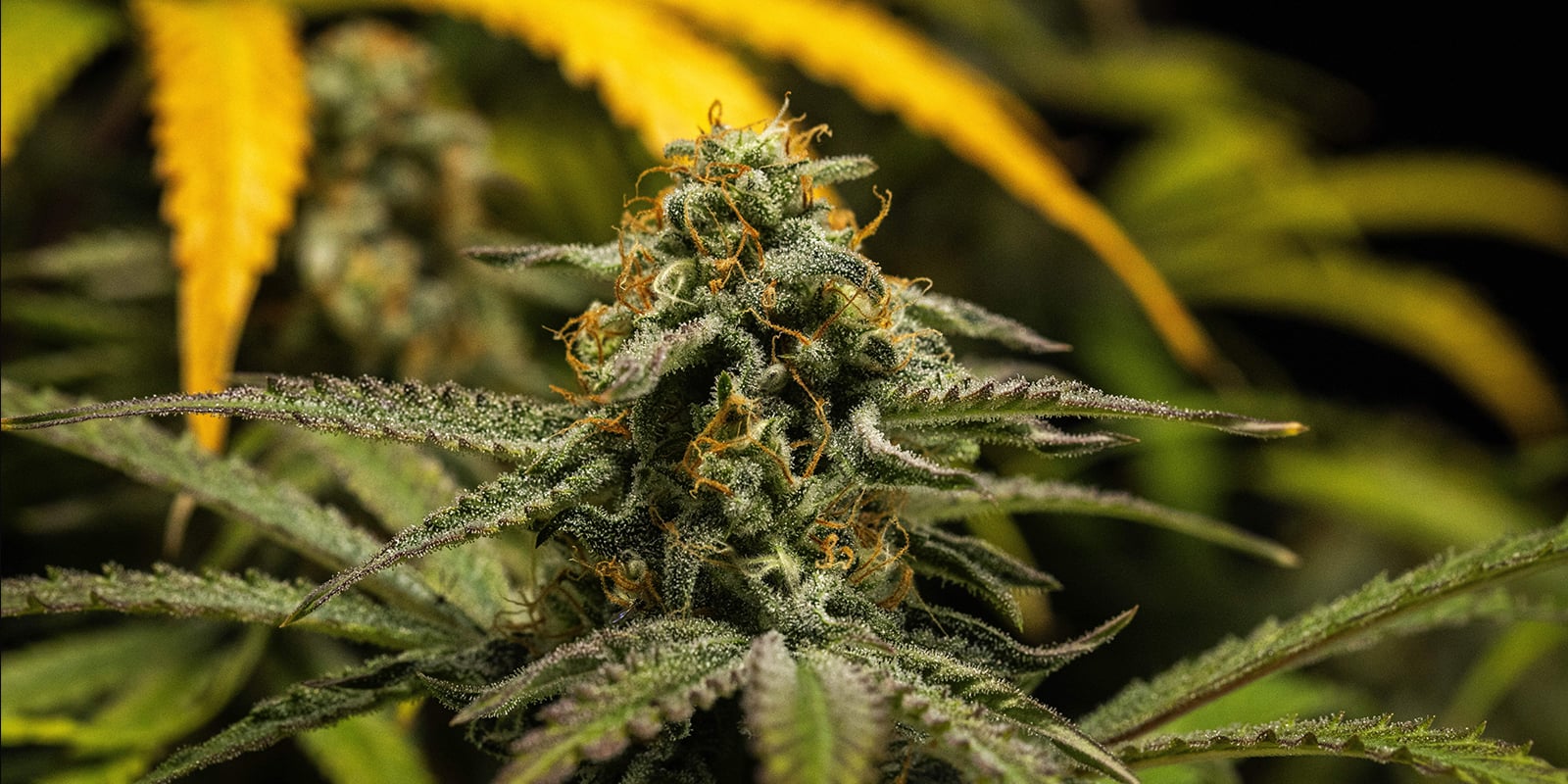 Consejos finales para abonar plantas de cannabis autofloreciente