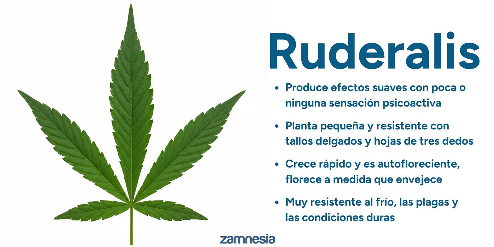 El origen del cannabis ruderalis