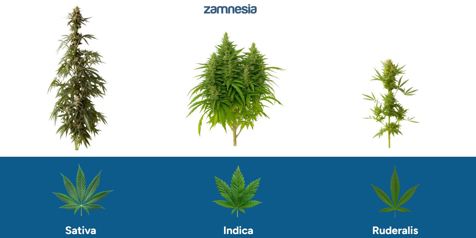 ¿En qué se diferencia la ruderalis de otros tipos de cannabis?
