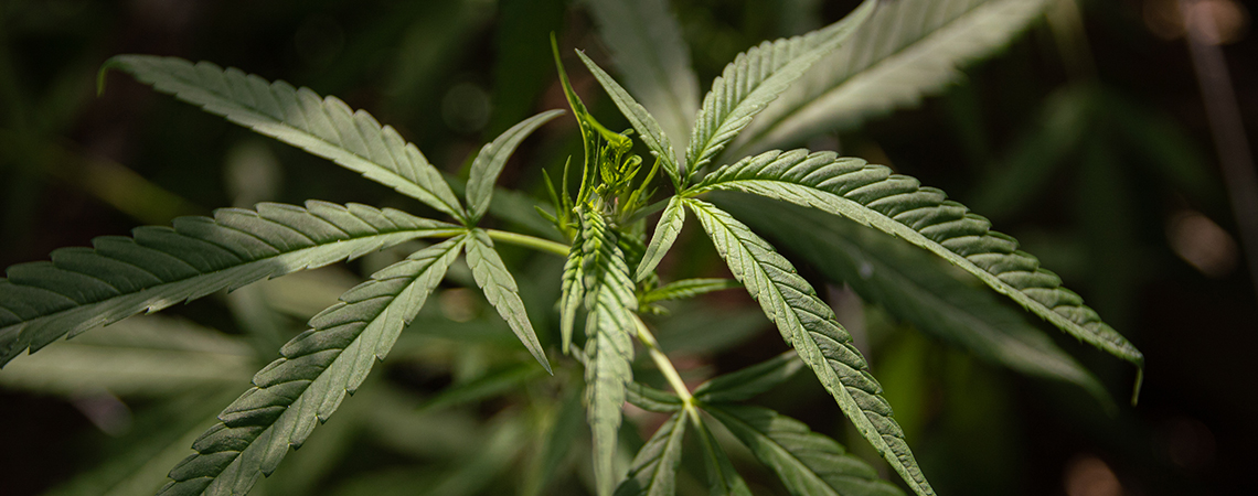 ¿Qué es el cannabis ruderalis?