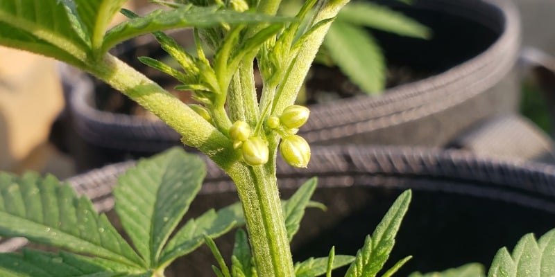El sexo de las plantas: machos vs hembras