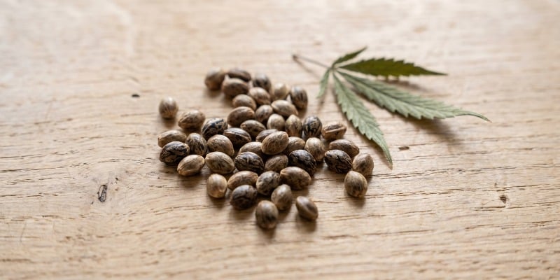 &iquest;Qu&eacute; Son Las Semillas De Marihuana Feminizadas?