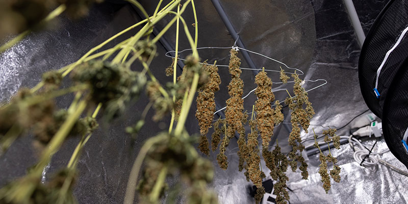 Cómo secar la marihuana tras el lavado