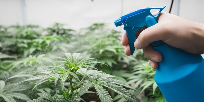 C&oacute;mo deshacerte de los trips en las plantas de cannabis