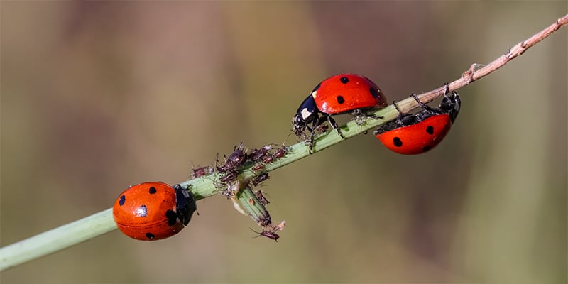 C&oacute;mo matar trips en las plantas de cannabis