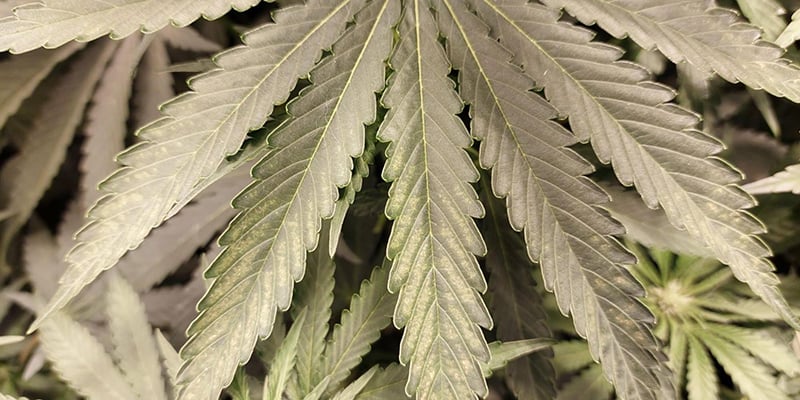 C&oacute;mo prevenir los trips en el cannabis