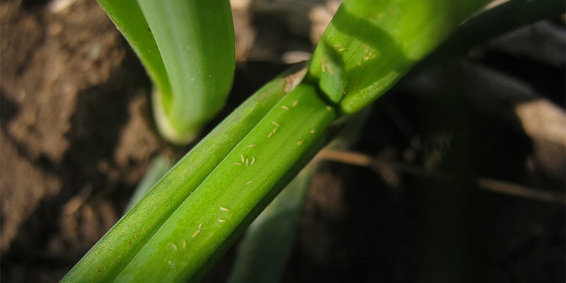 C&oacute;mo detectar trips en las plantas de cannabis