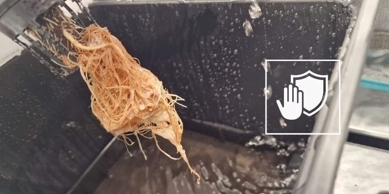 Cómo prevenir las raíces podridas en el futuro