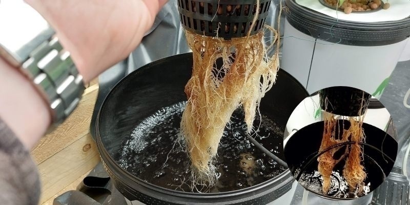 Raíces podridas en hidroponía