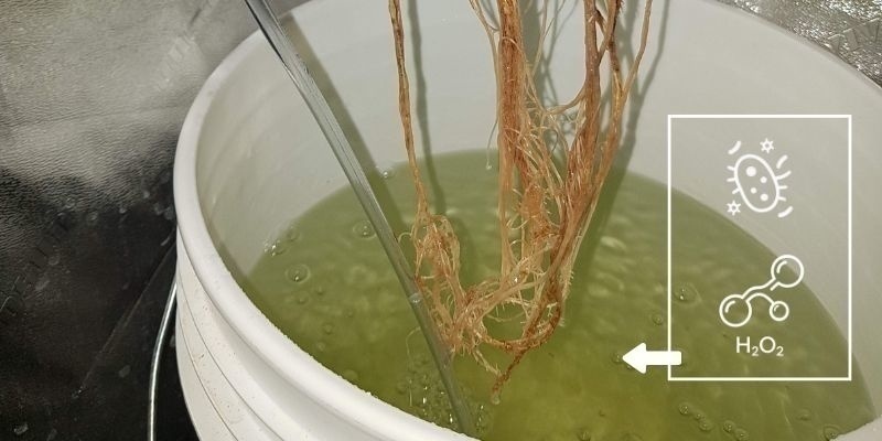 Haz un tratamiento con agua oxigenada o bacterias beneficiosas