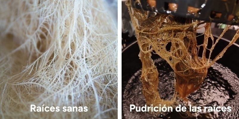 ¿Qué es la podredumbre de la raíz de la marihuana?