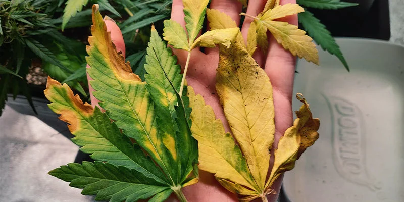 La Deficiencia De Nitrógeno En Plantas De Marihuana Cómo cultivar marihuana