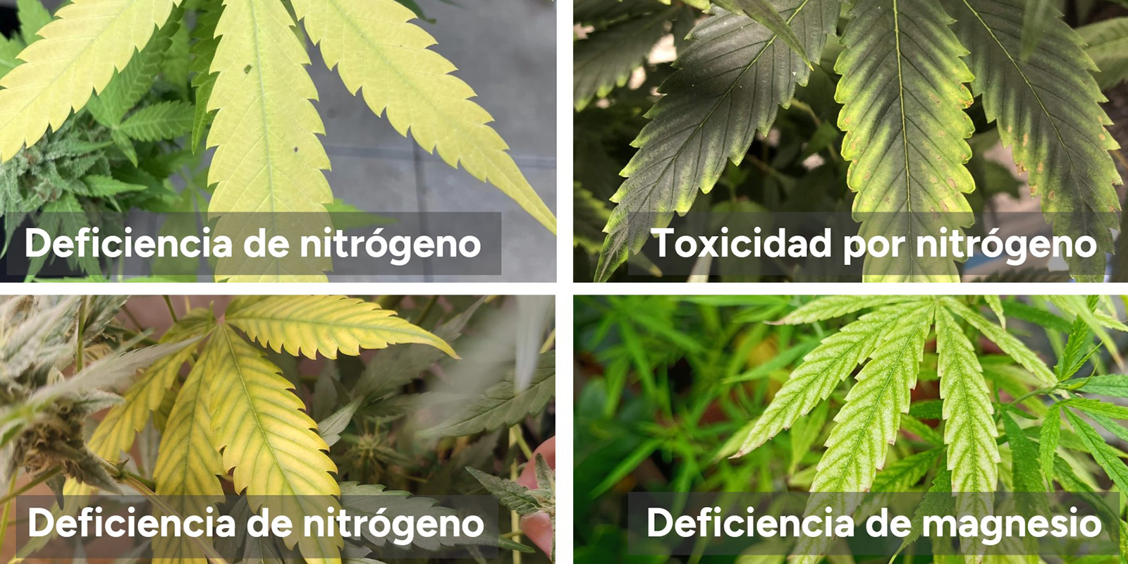 Cómo confirmar que se trata de deficiencia de nitrógeno
