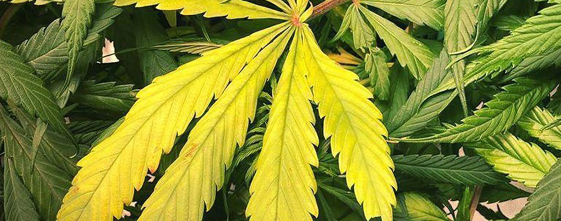 Deficiencia de nitrógeno en plantas de marihuana