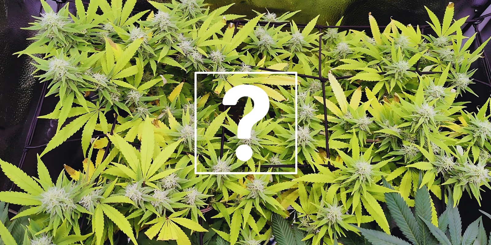 ¿Puedo usar plantas o cogollos afectados?