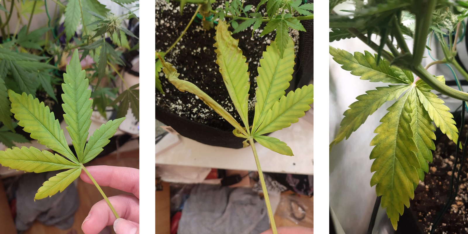 Sintomatología temprana de la deficiencia de nitrógeno
