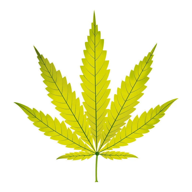 La Deficiencia De Nitrógeno En Plantas De Marihuana: Fase final de la deficiencia de nitrógeno