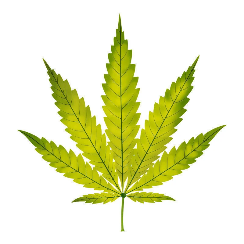La Deficiencia De Nitrógeno En Plantas De Marihuana: Avance de la deficiencia de nitrógeno