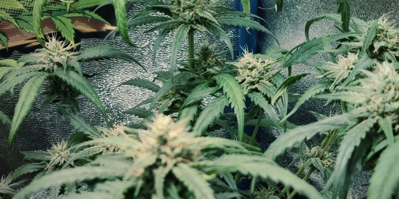 Qué aspecto tiene el exceso de nitrógeno en las plantas de marihuana
