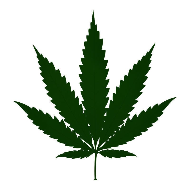 Exceso De Nitrógeno En Plantas De Marihuana: Fase final de la toxicidad por nitrógeno