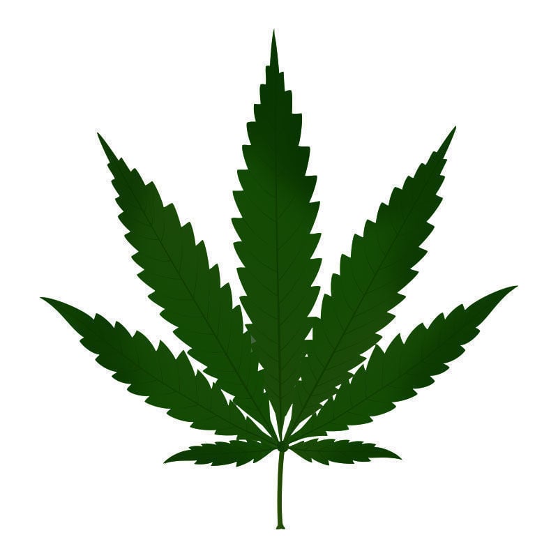 Exceso De Nitrógeno En Plantas De Marihuana: Avance de la toxicidad por nitrógeno