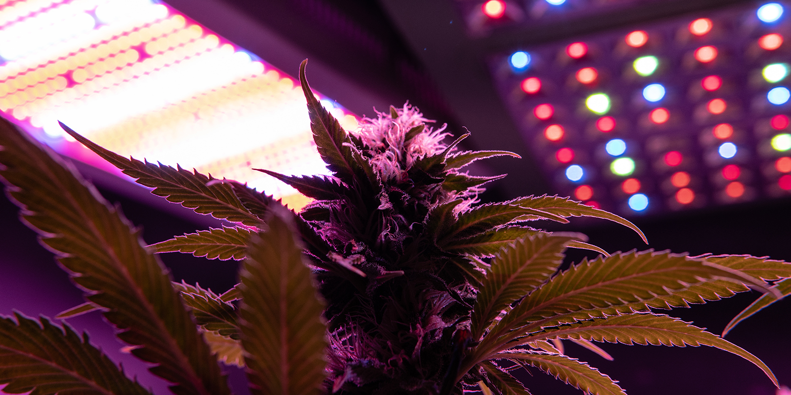 Ciclo de luz 12/12 Ciclo de luz 12/12