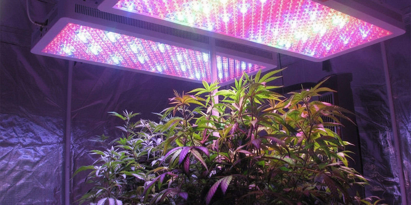 Ciclo de luz 18/6 Ciclo de luz 18/6