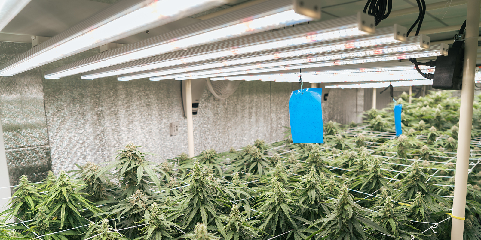 Ciclo de luz 20/4 Ciclo de luz 20/4