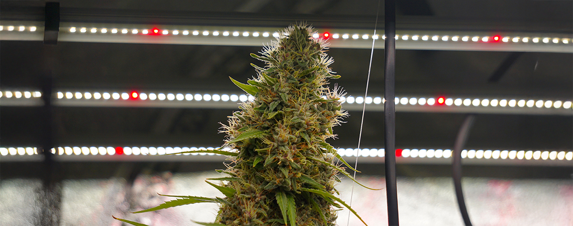 Ciclos de luz para autoflorecientes explicados Ciclos de luz para autoflorecientes explicados