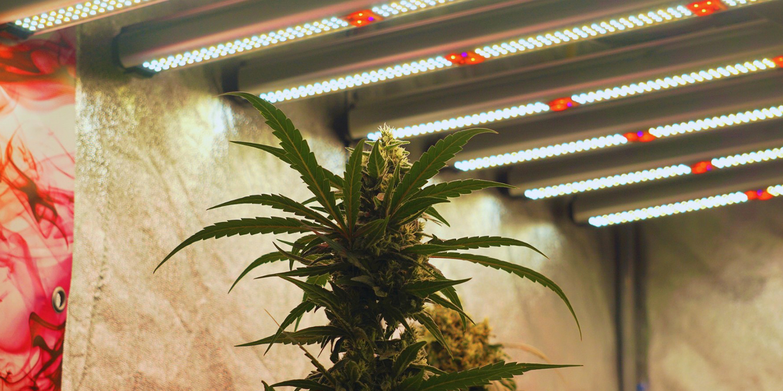 Ajusta bien la luz y recoge las recompensas Ajusta bien la luz y recoge las recompensas