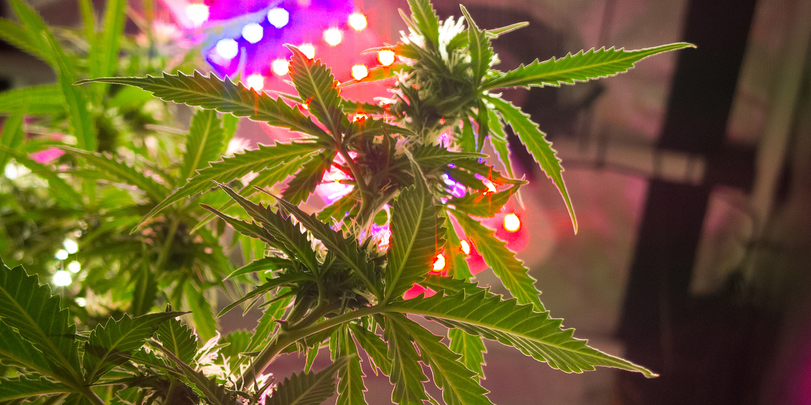 Intensidad de luz según el horario Intensidad de luz según el horario