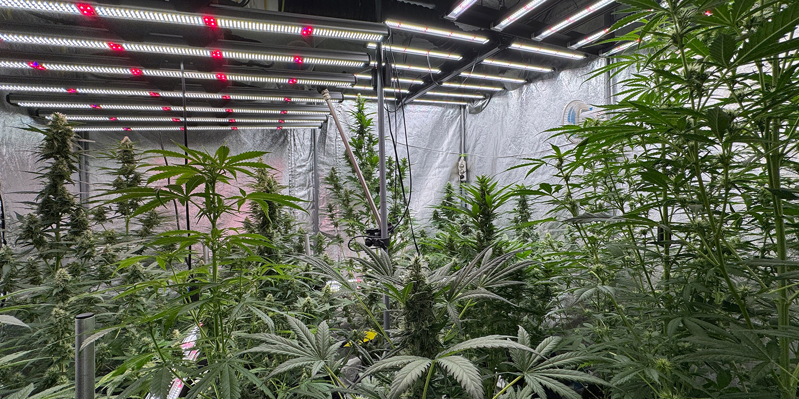 Ciclos poco habituales: 6/6, 6/2, 36 h de luz Ciclos poco habituales: 6/6, 6/2, 36 h de luz