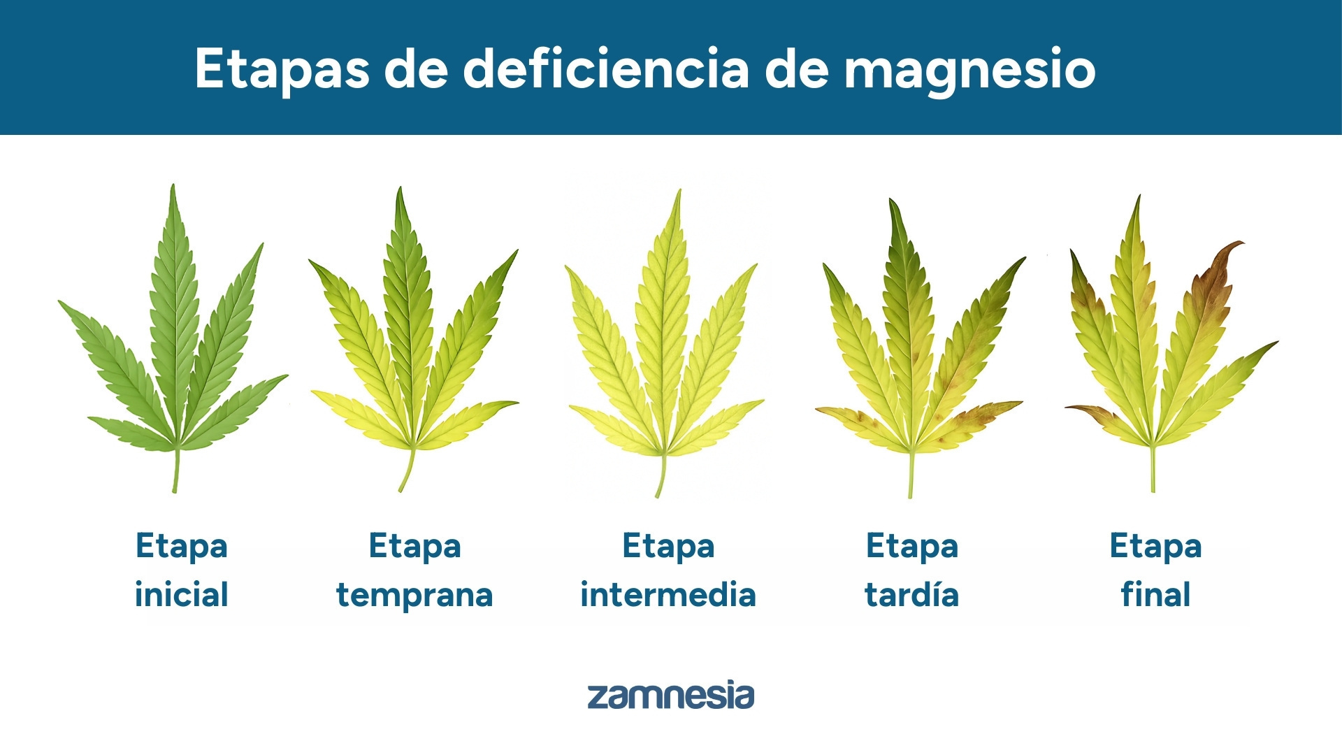 Progresión de una deficiencia de magnesio