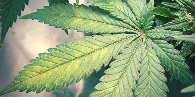 ¿Qué aspecto tiene la carencia de magnesio en las plantas de marihuana?