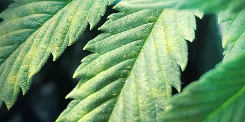 ¿Qué aspecto tiene la carencia de magnesio en las plantas de marihuana?