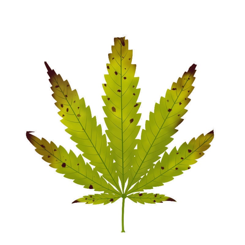 La Deficiencia De magnesio En Plantas De Marihuana: Fase final de la deficiencia de magnesio